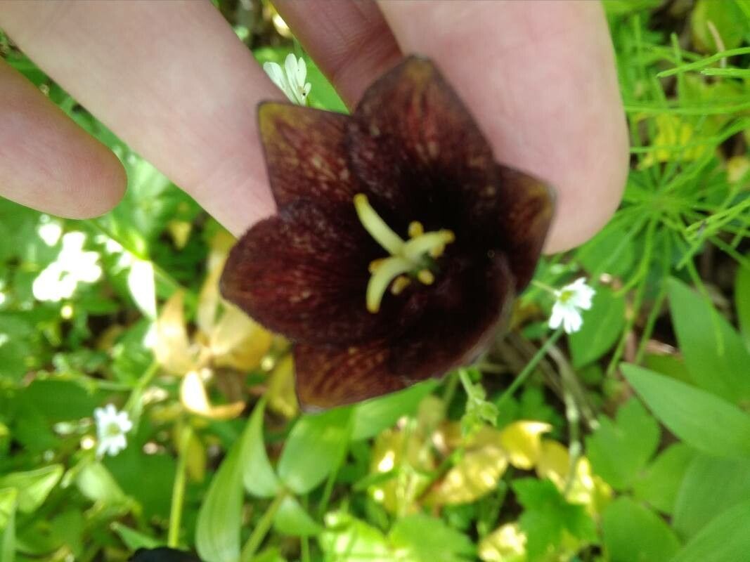 Fritillaria camschatcensis flower