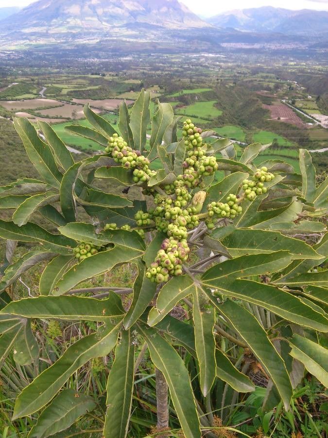 Oreopanax ecuadoriensis fruit