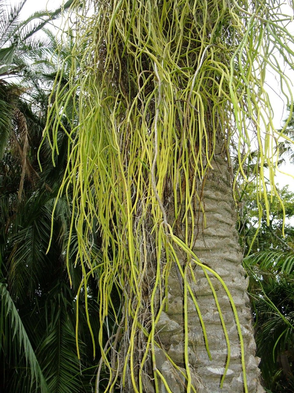 Selenicereus wercklei habit