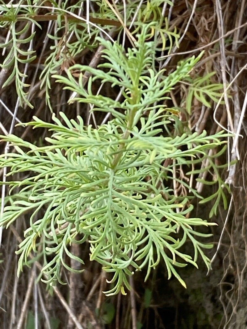 Achillea chamaemelifolia — search result for 'Achillea'
