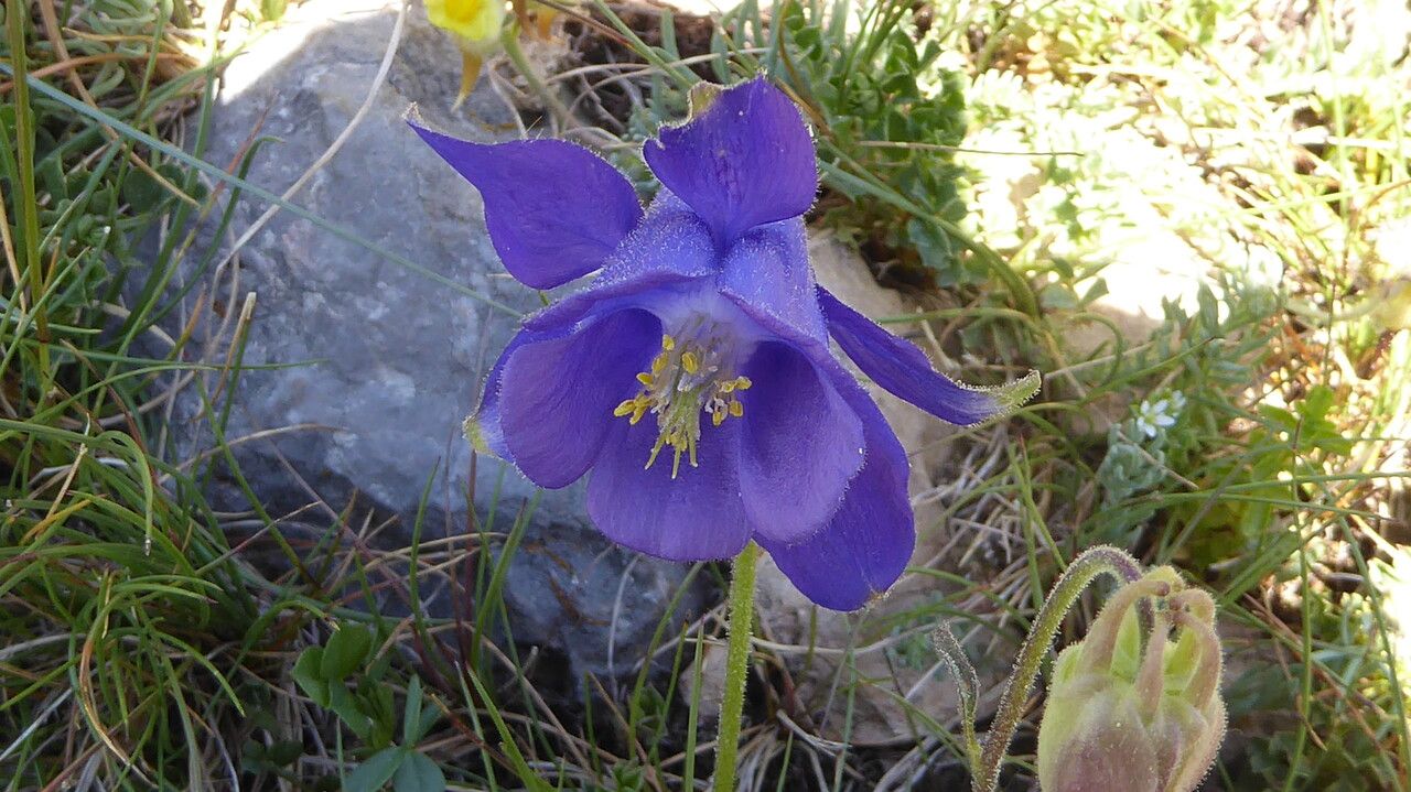 Aquilegia viscosa flower