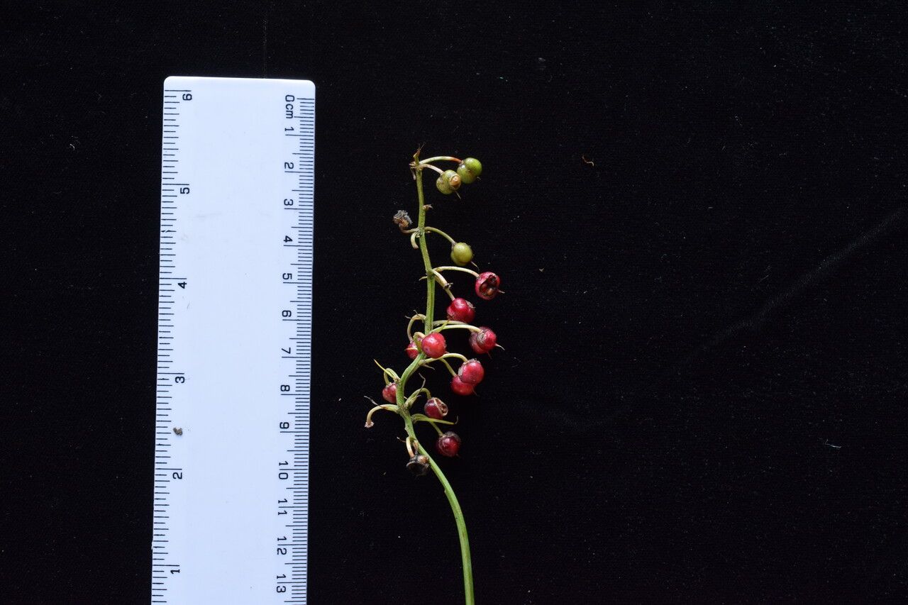 Theropogon pallidus other