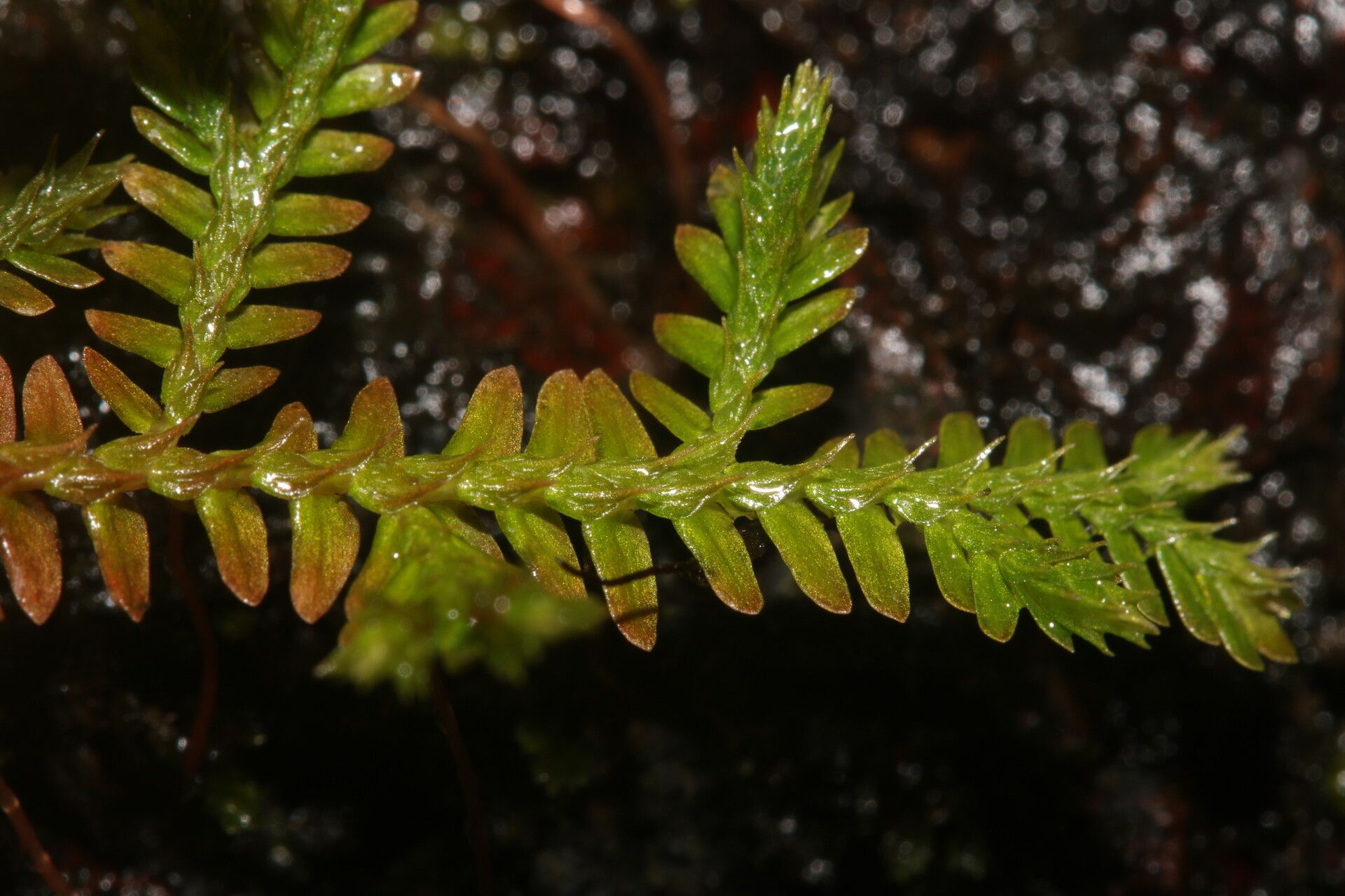Selaginella producta leaf
