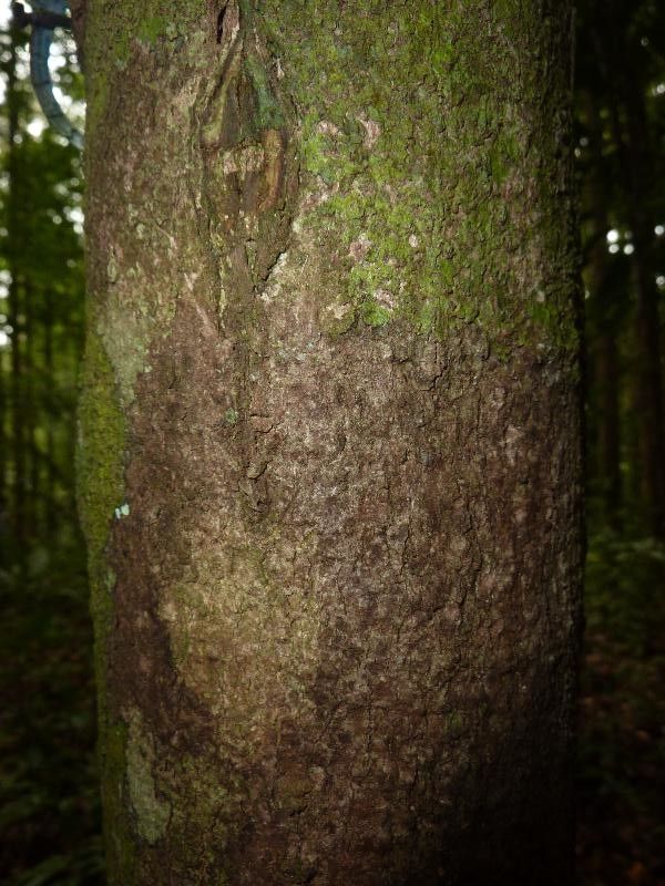 Couepia obovata — houseplant care guide