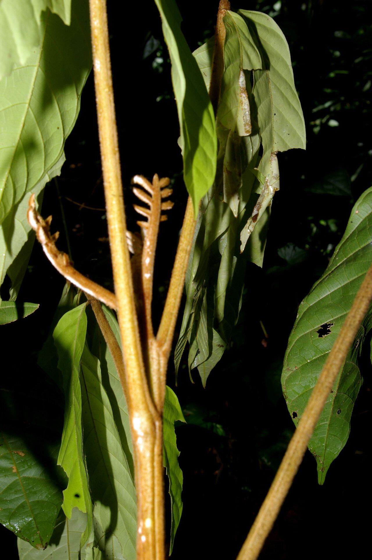 Cupania livida bark