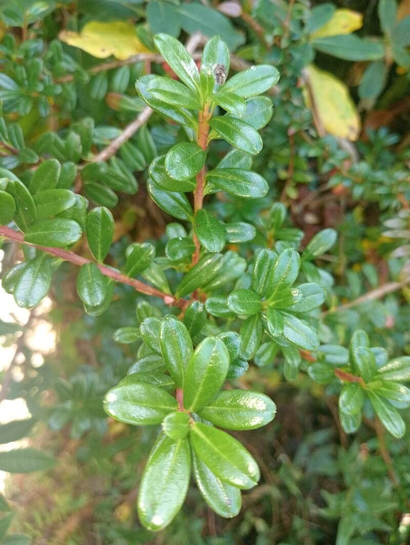 Rhododendron vaccinioides leaf