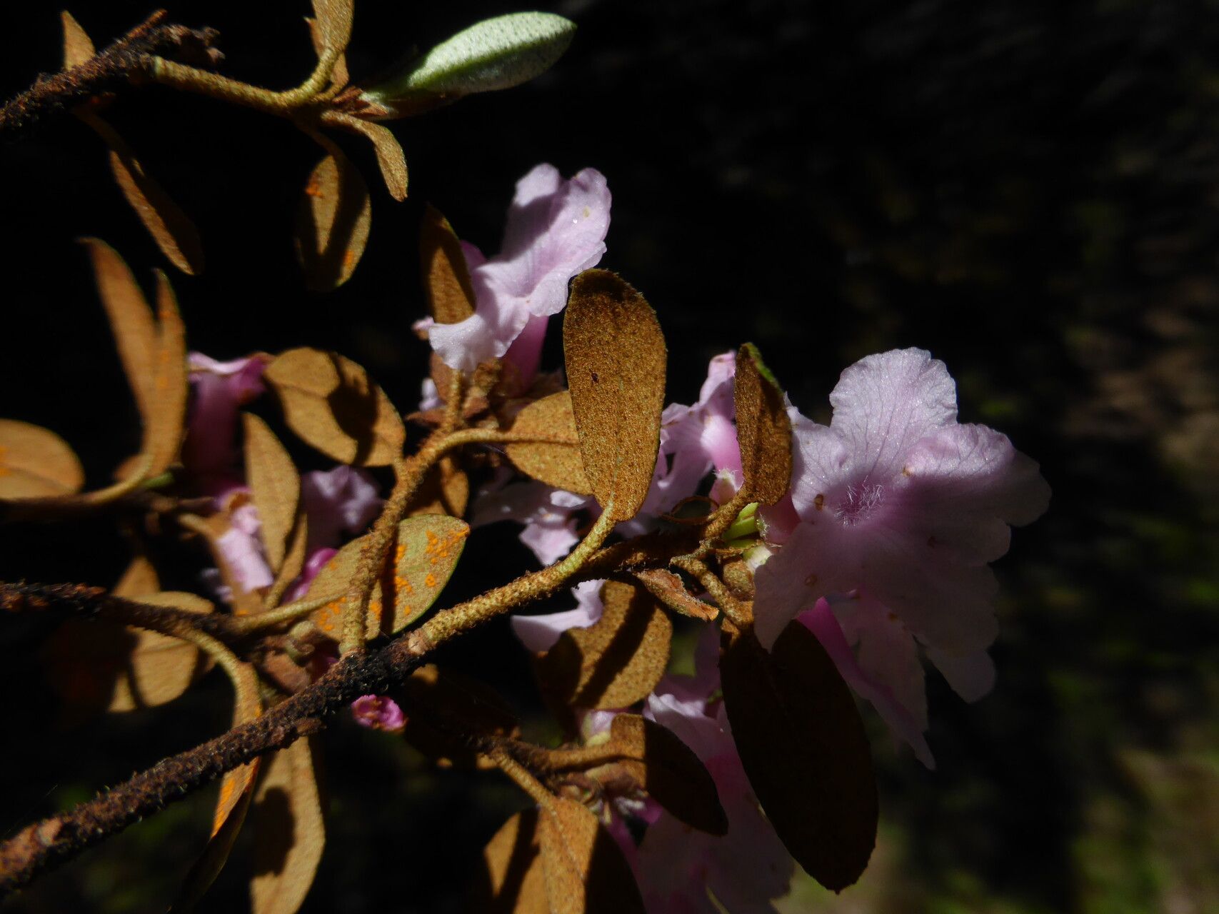 Rhododendron primuliflorum — houseplant care guide