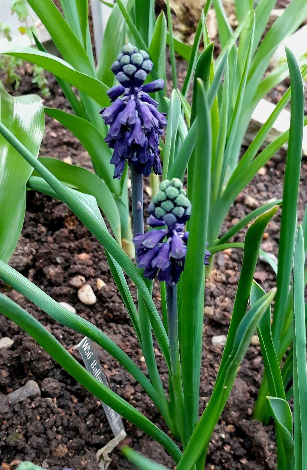 Bellevalia turkestanica habit