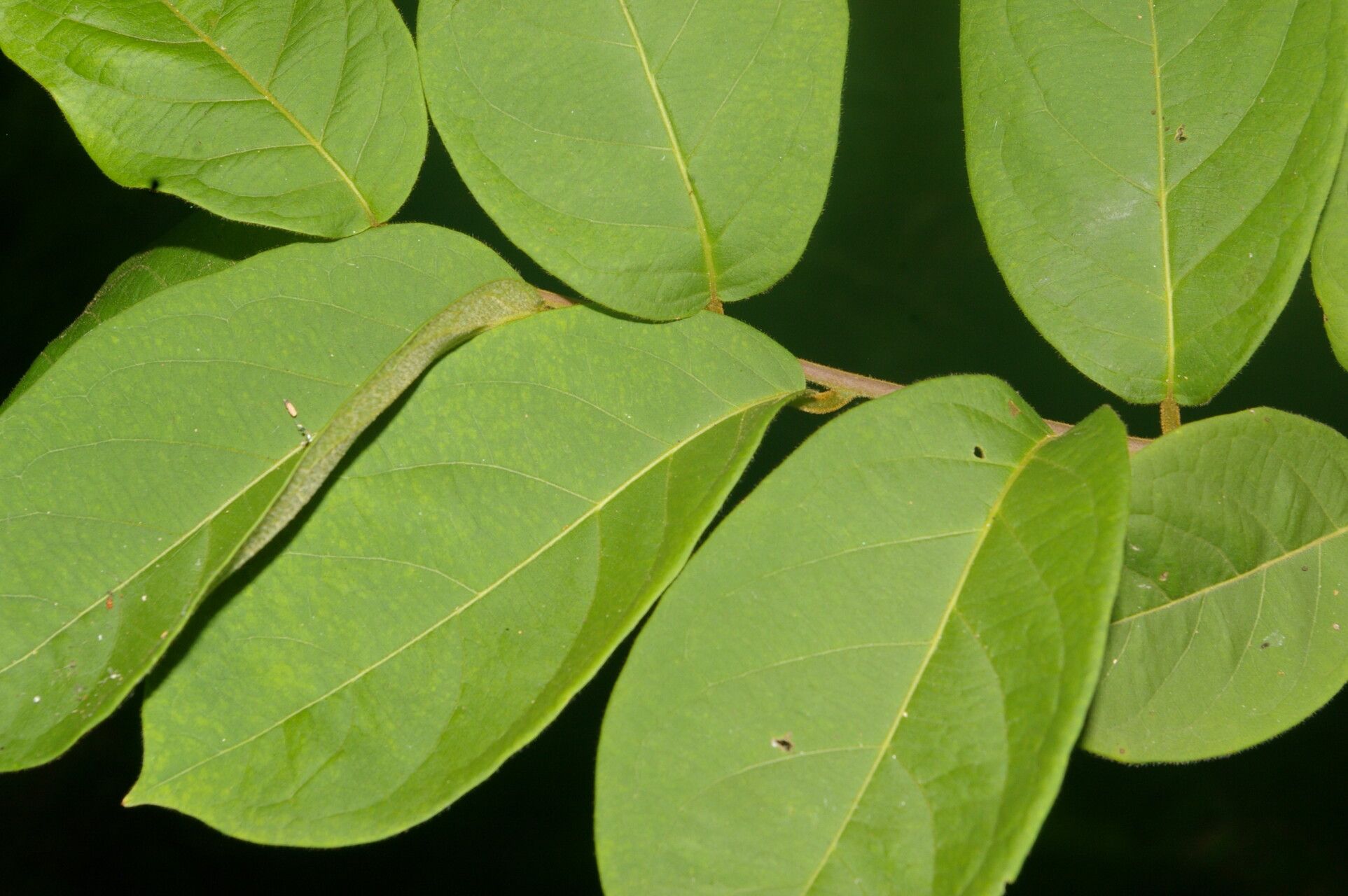 Combretum decandrum — search result for 'Combretum'