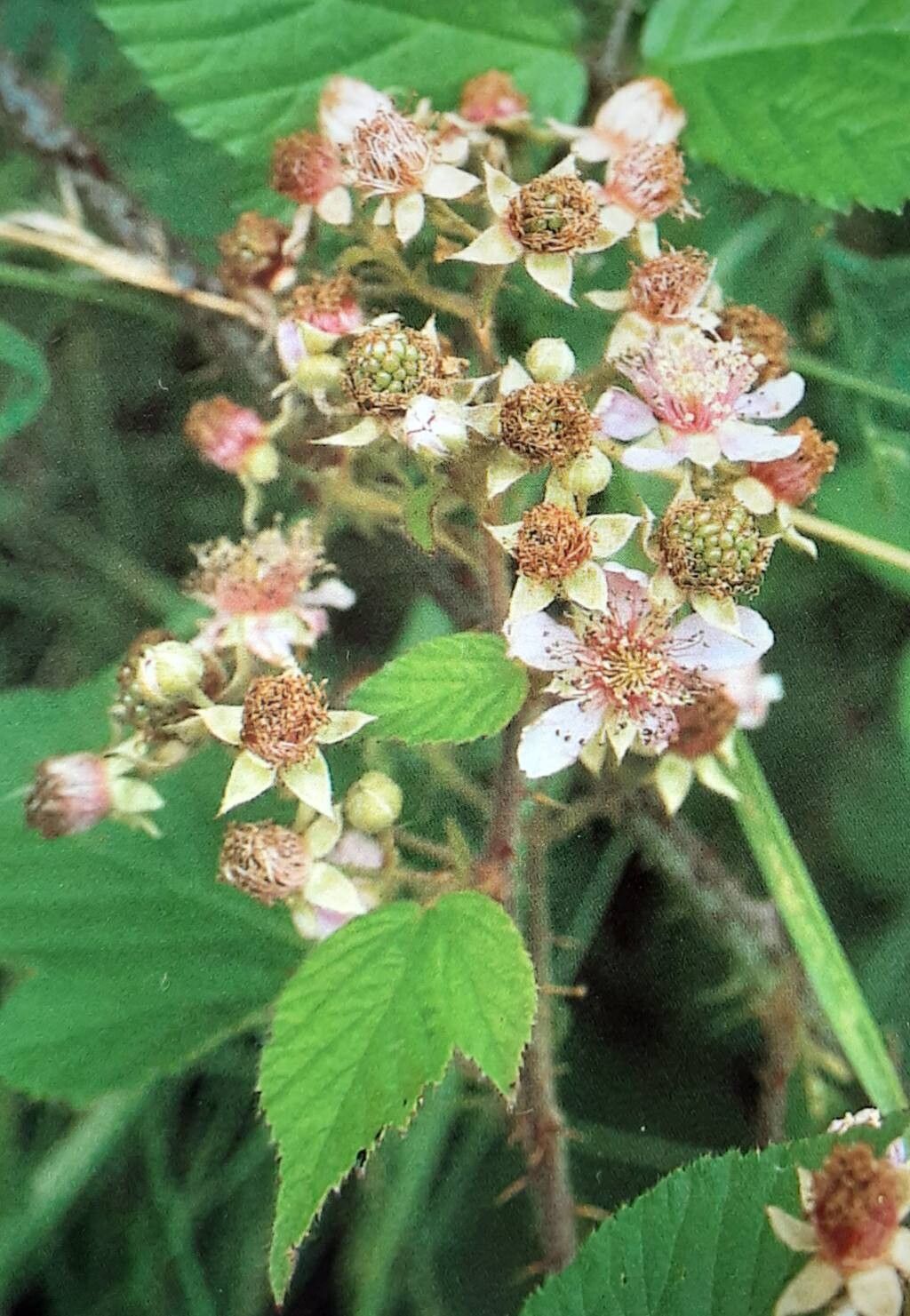 Rubus hostilis — houseplant care guide