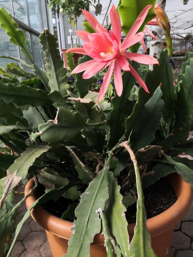 Disocactus phyllanthoides habit