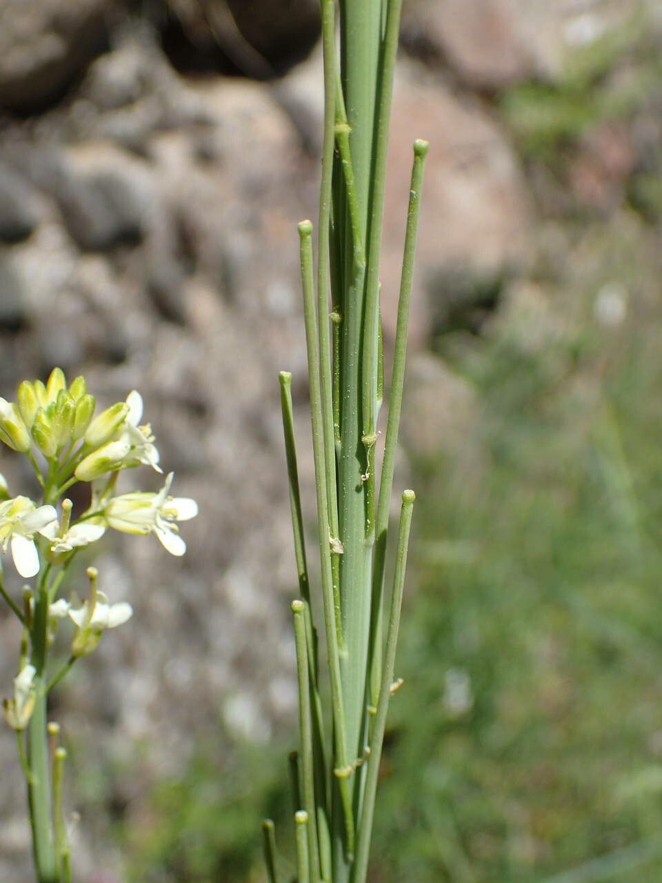 Turritis glabra fruit