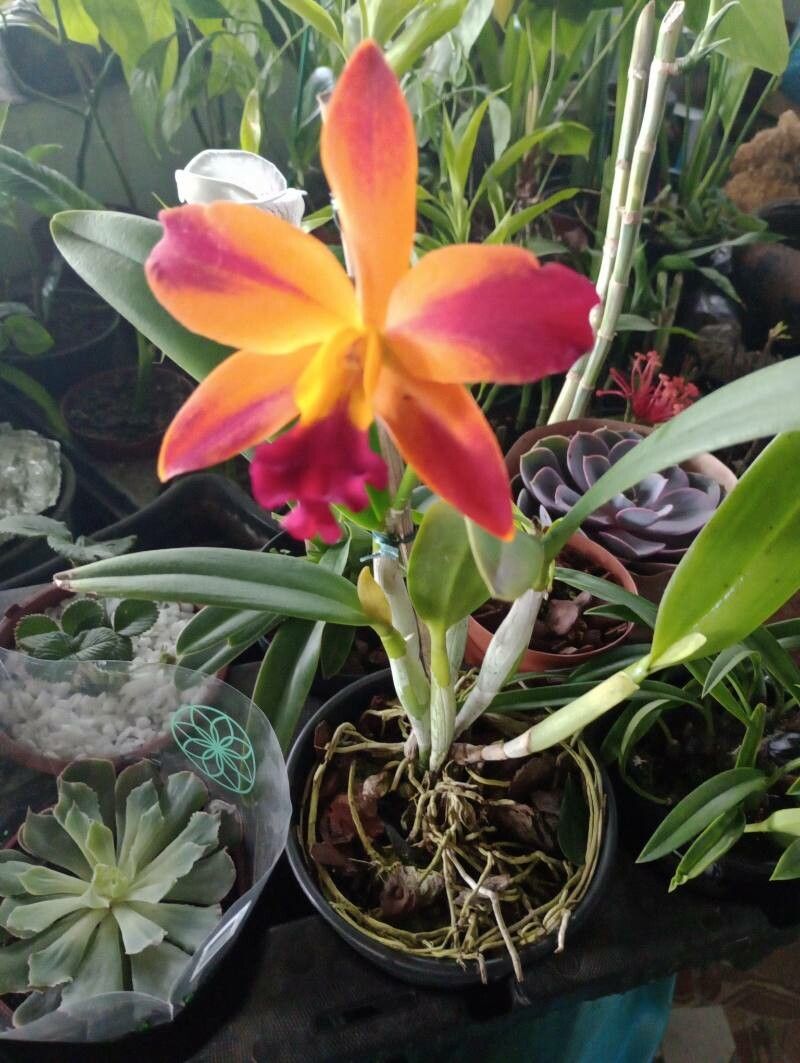 Cattleya wittigiana — search result for 'Cattleya'