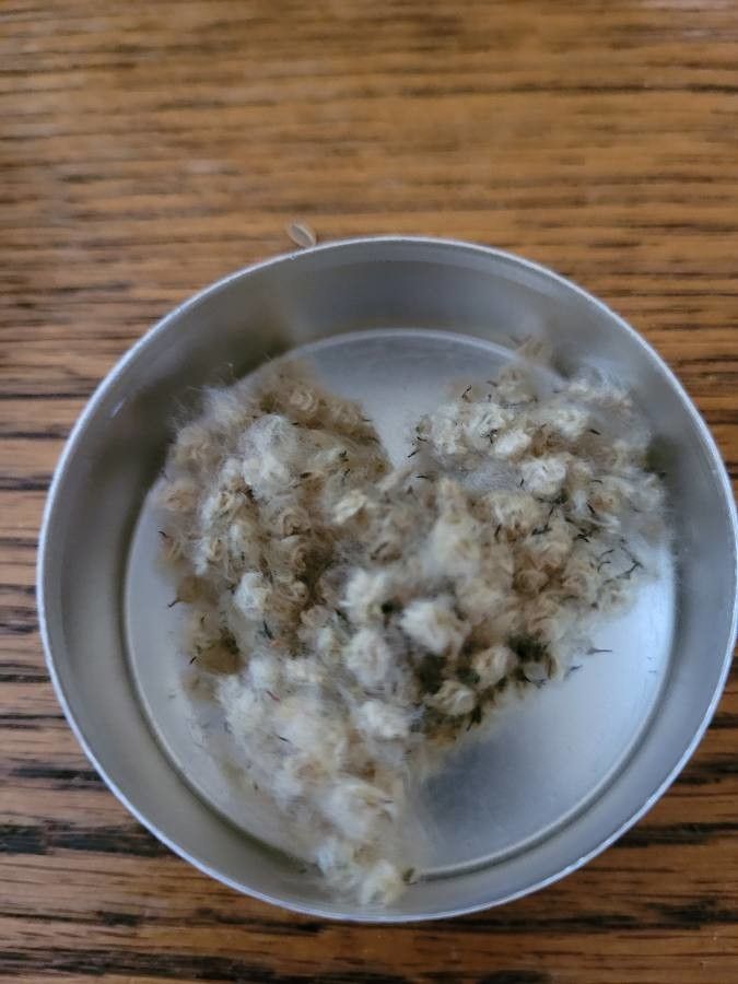 Anemone cylindrica fruit