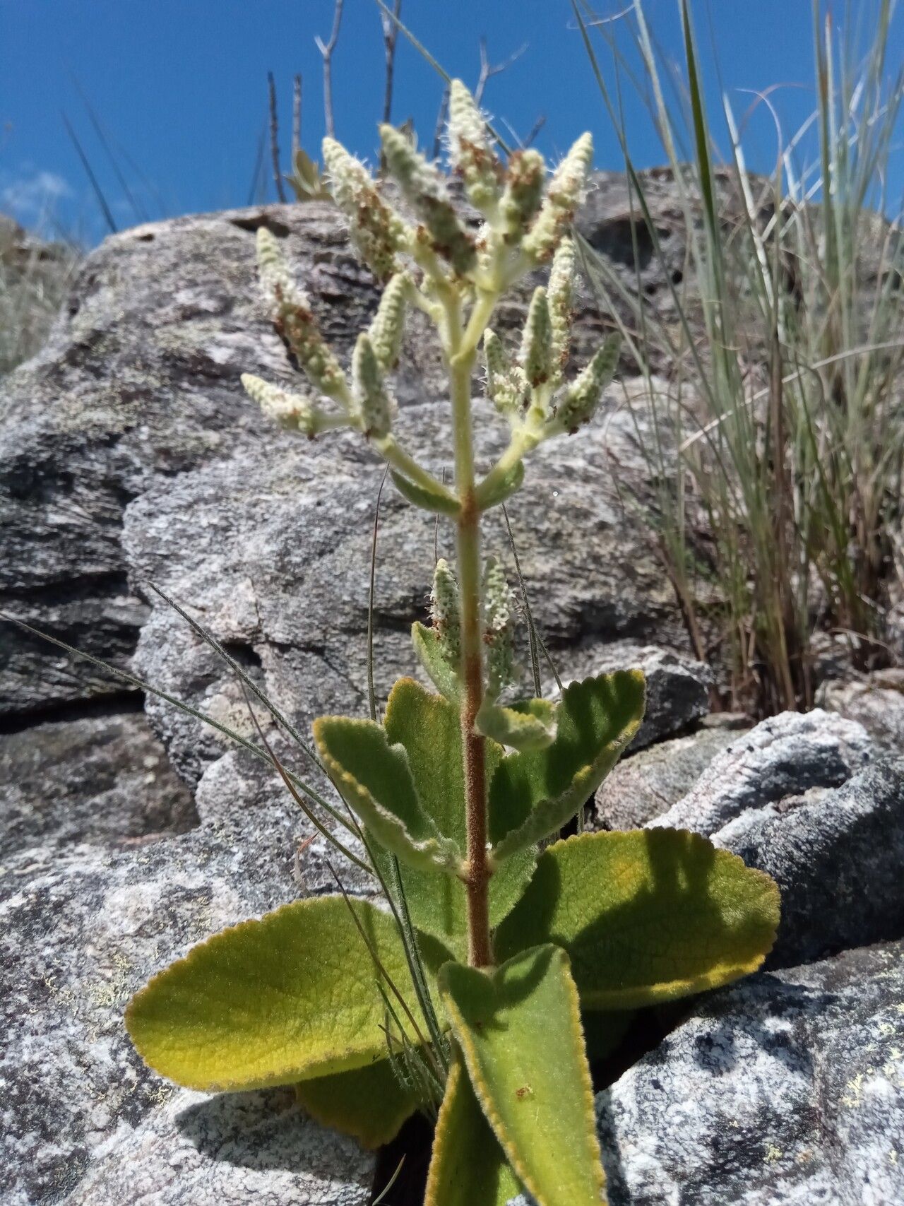 Tetradenia clementiana habit