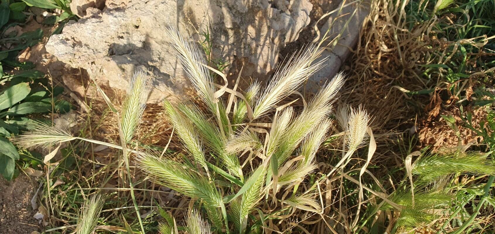 Crithopsis delileana — search result for 'Egypt'