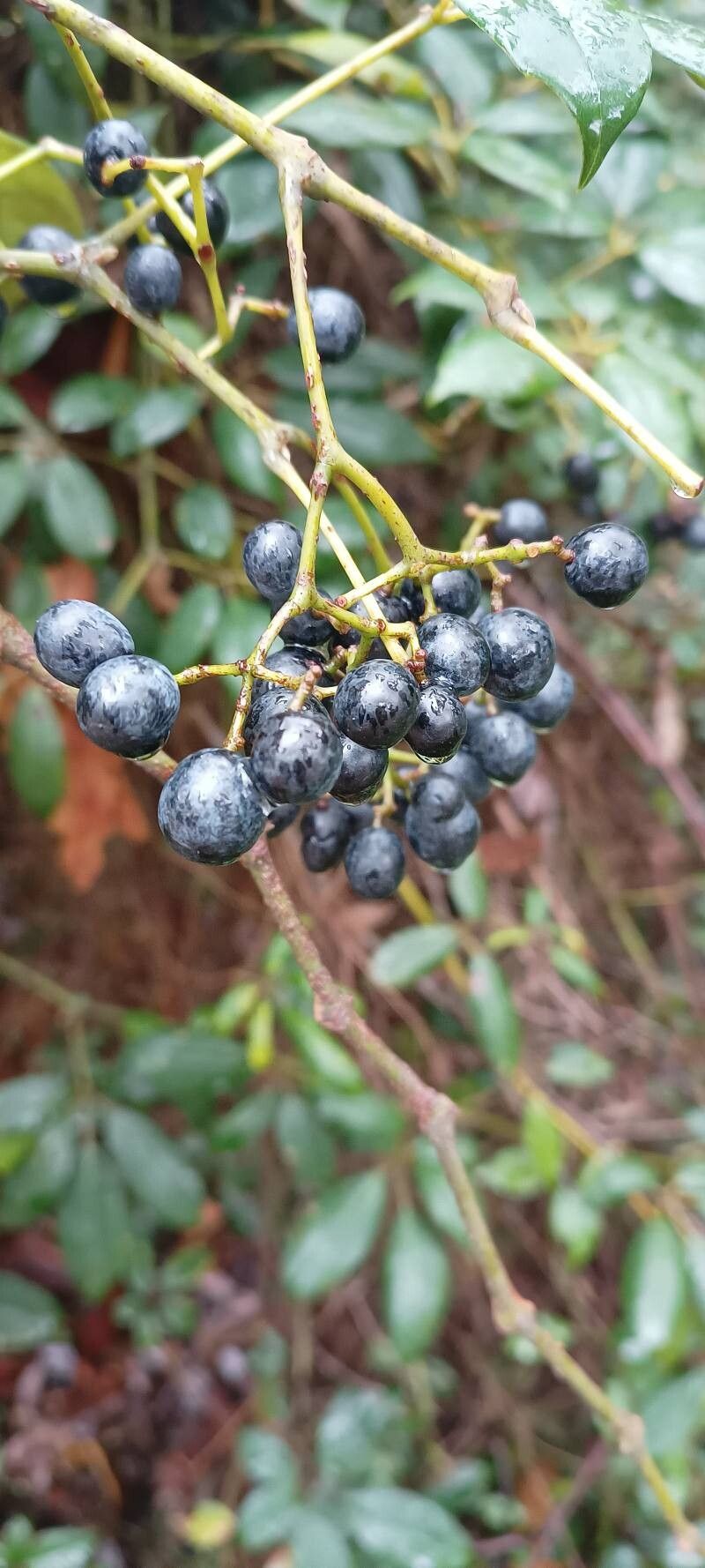 Cissus hypoglauca fruit