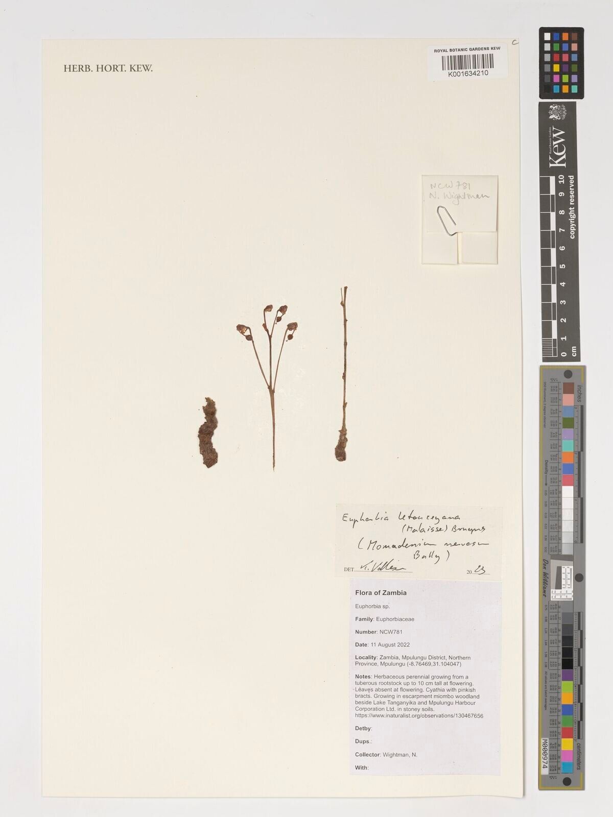 Euphorbia letouzeyana — houseplant care guide