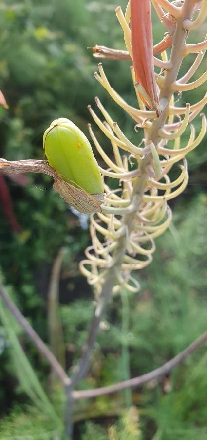 Aloe amudatensis fruit