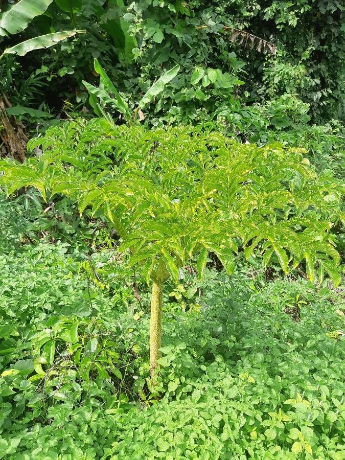 Amorphophallus paeoniifolius