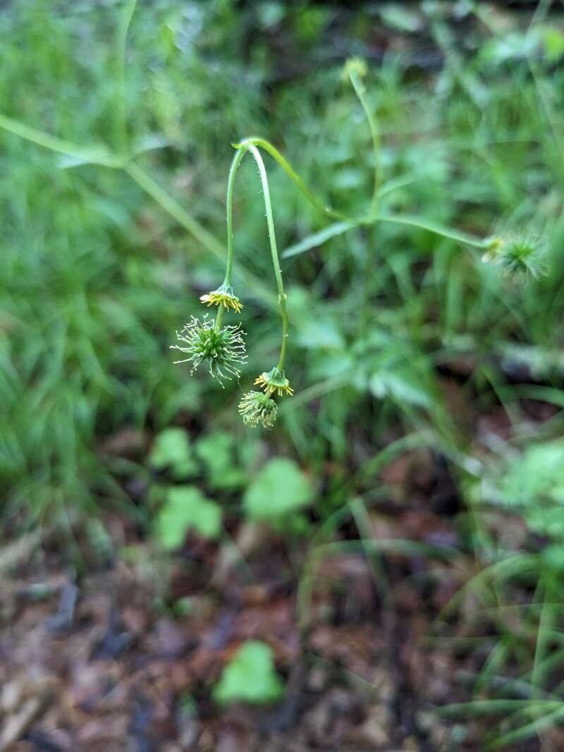 Geum vernum flower