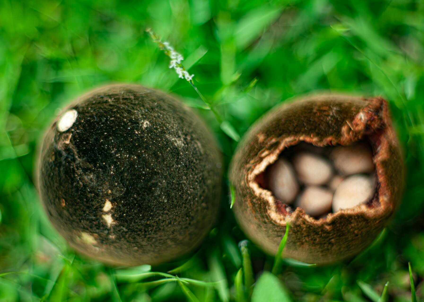 Lecythis ollaria — houseplant care guide