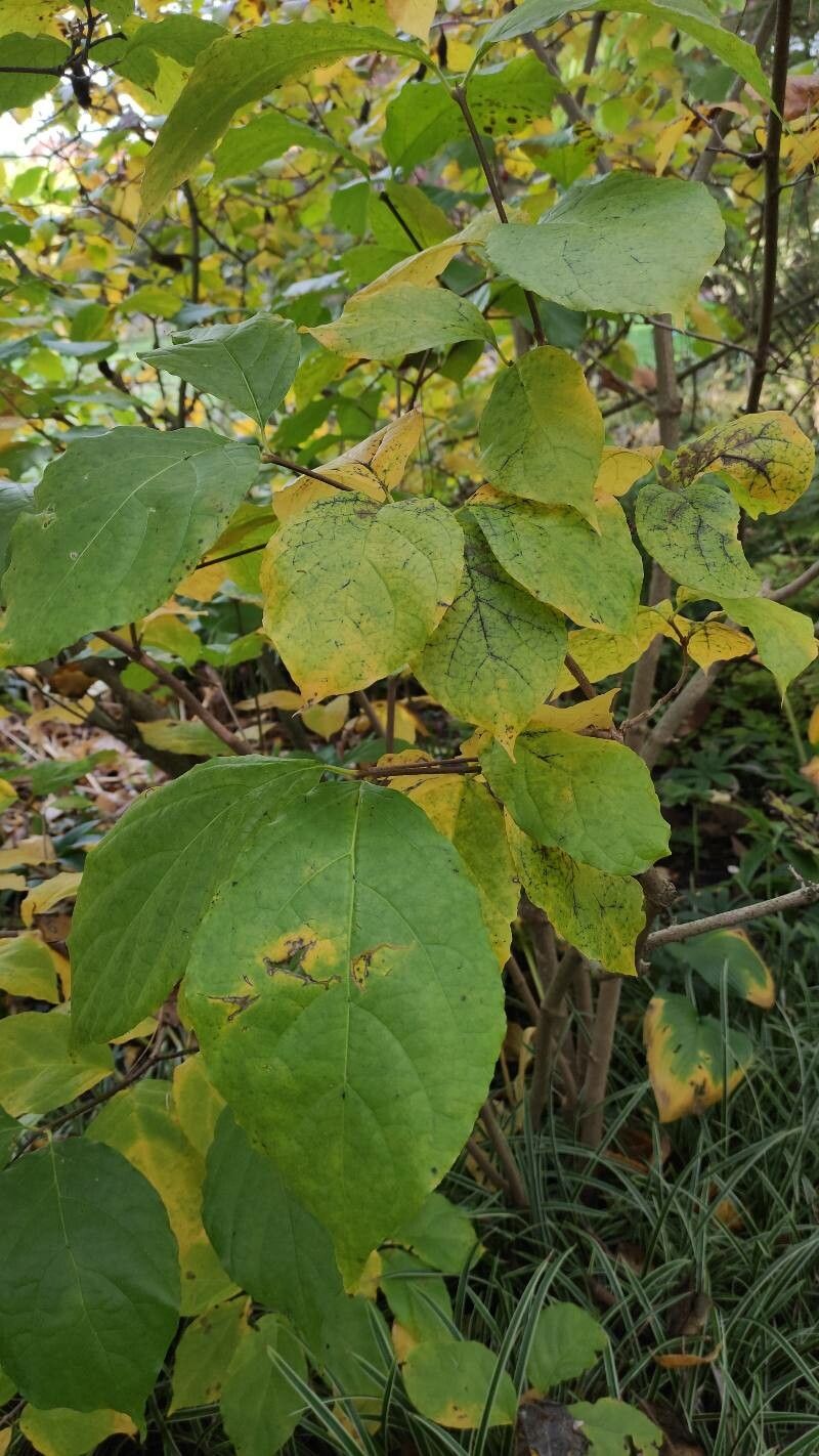 Calycanthus chinensis — related species from the same genus