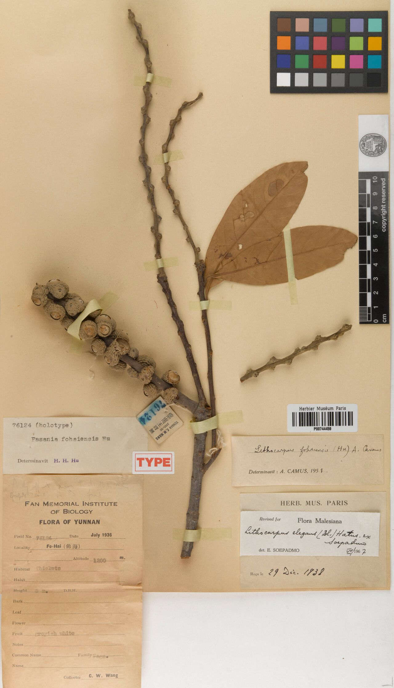 Lithocarpus fohaiensis — houseplant care guide