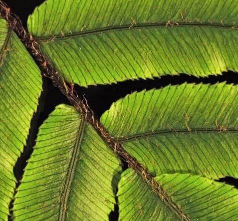 Blechnum procerum leaf