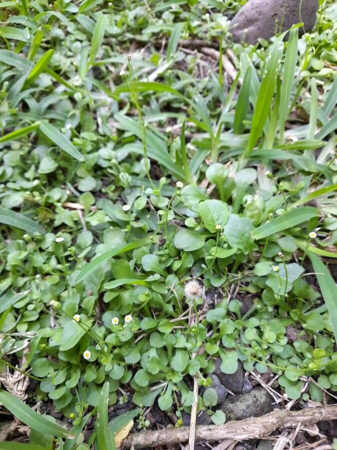 Erigeron bellioides — search result for 'Erigeron'