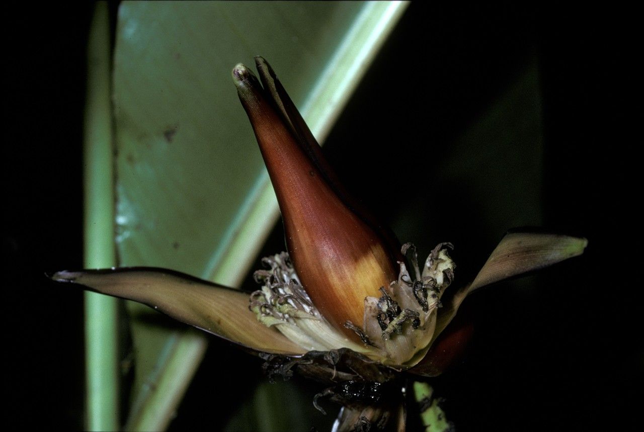 Musa monticola — search result for 'Musa'