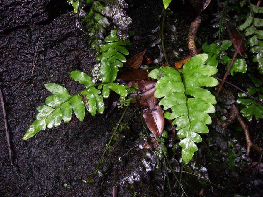 Asplenium riparium — houseplant care guide