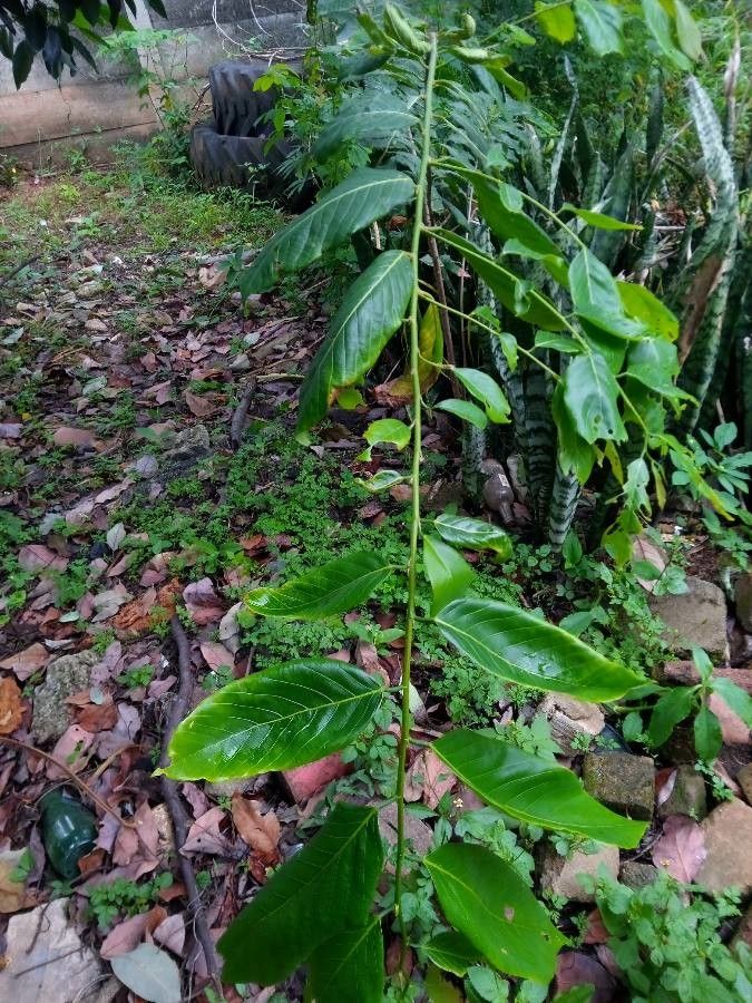 Bridelia micrantha — search result for 'Phyllanthaceae'