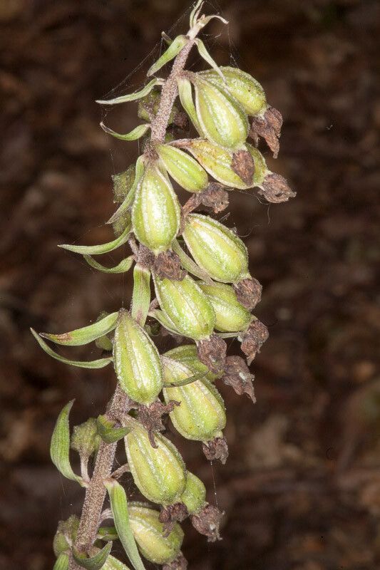 Epipactis purpurata fruit