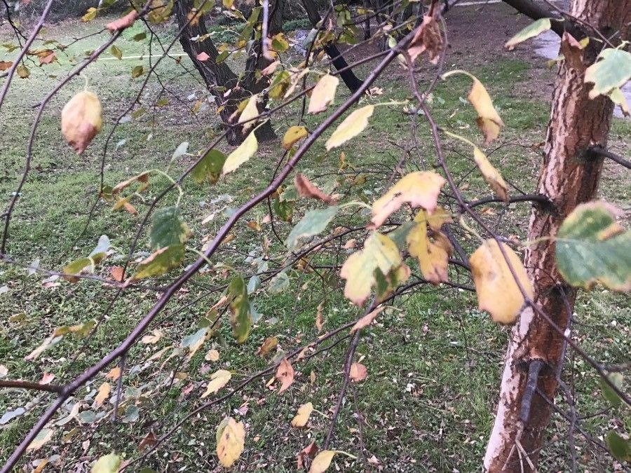 Betula celtiberica leaf