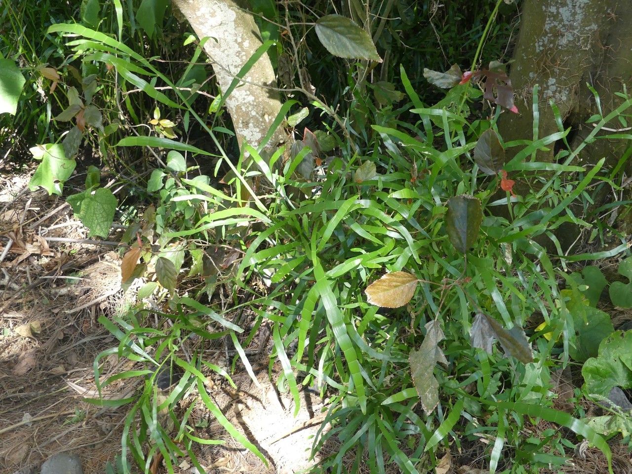 Homalocladium platycladum habit