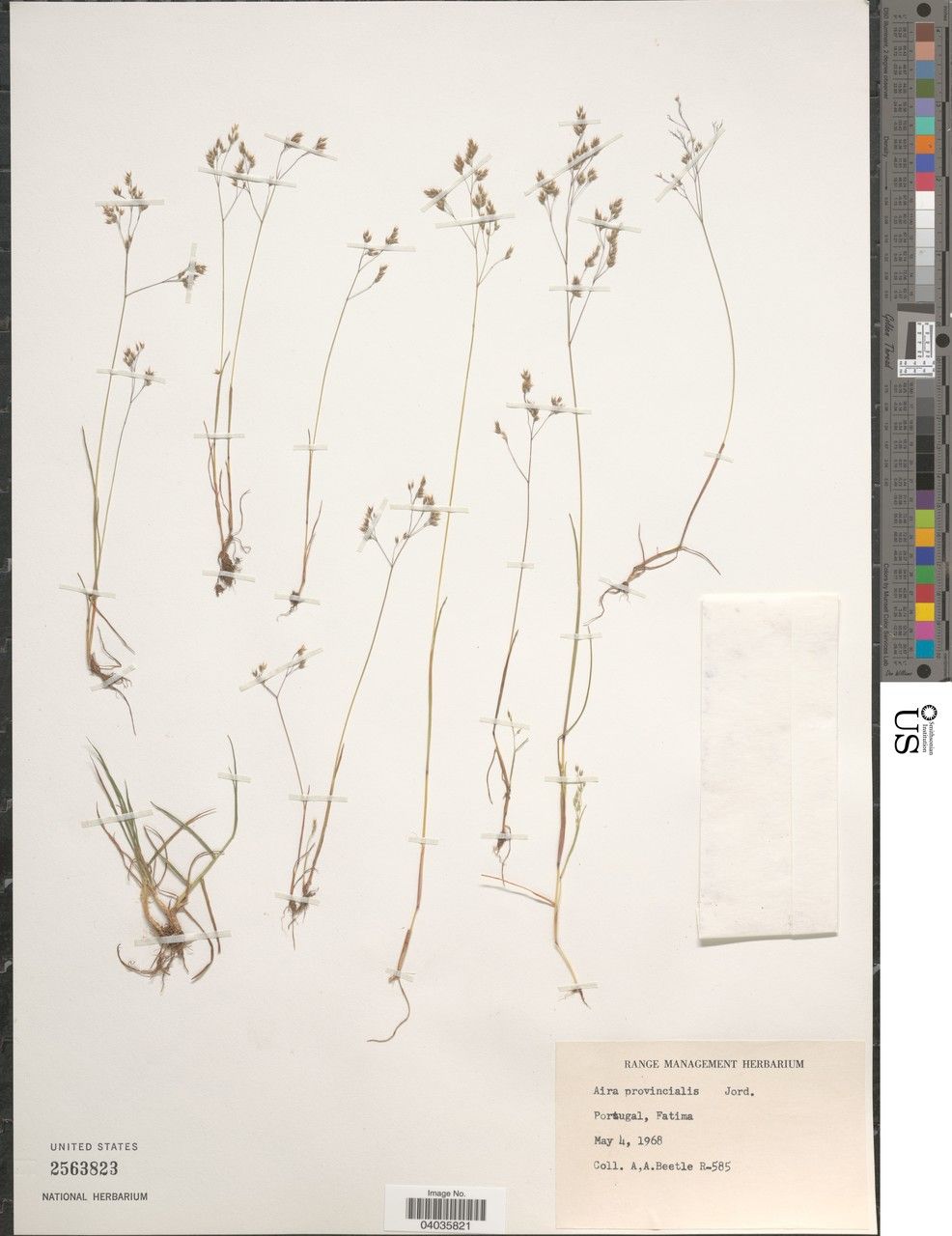 Aira provincialis — houseplant care guide