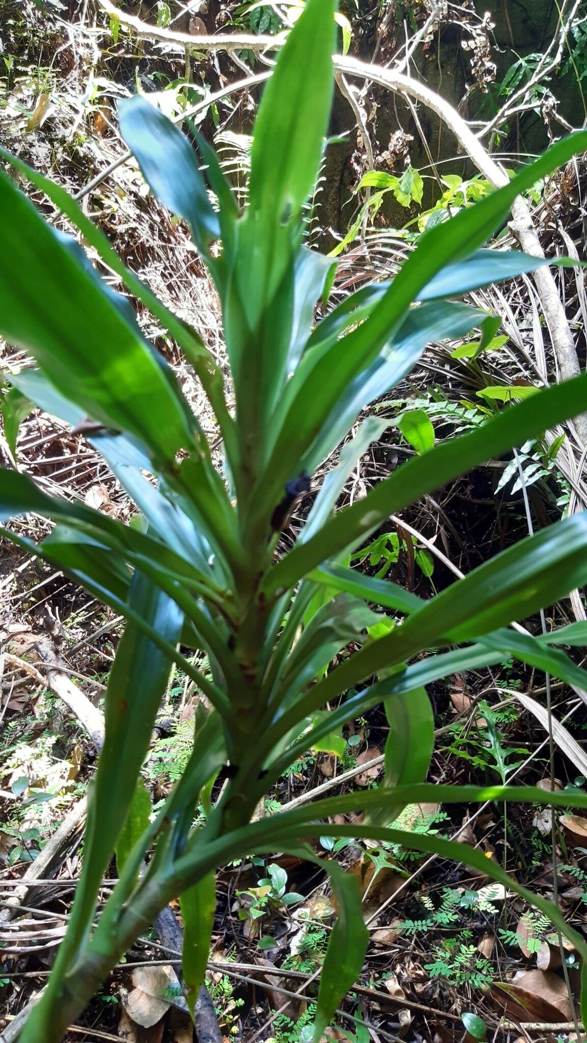 Dracaena floribunda leaf