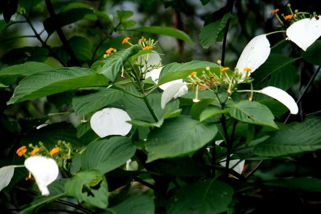 Mussaenda roxburghii — search result for 'Mussaenda'