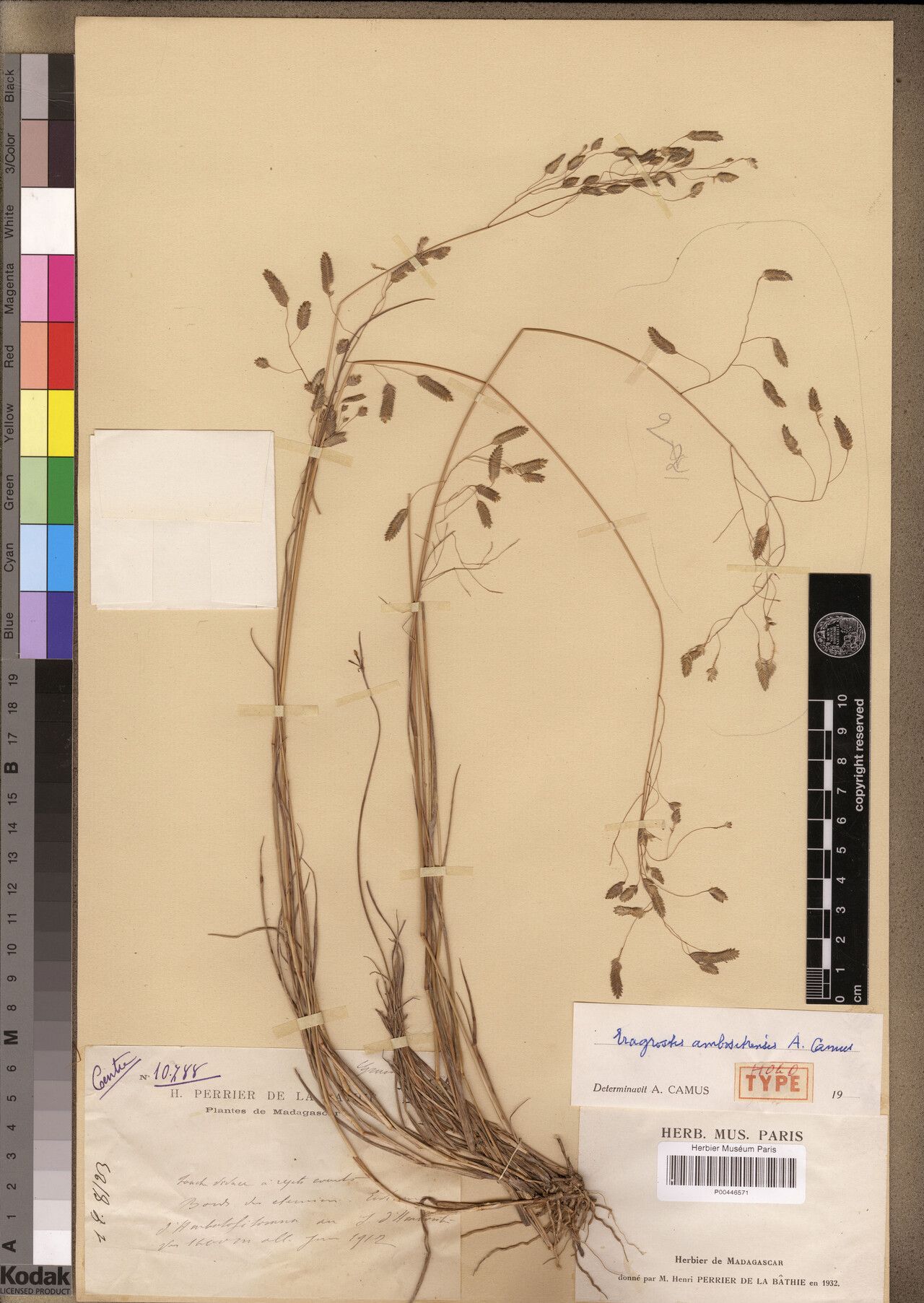 Eragrostis ambositrensis — search result for 'Eragrostis'