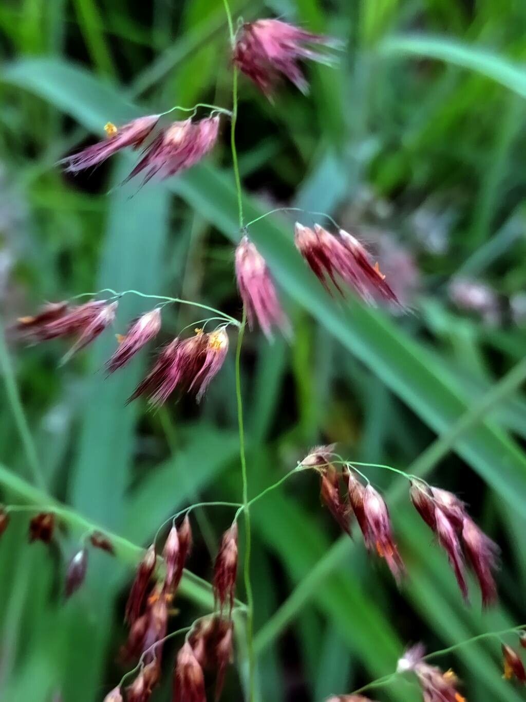 Melinis repens flower