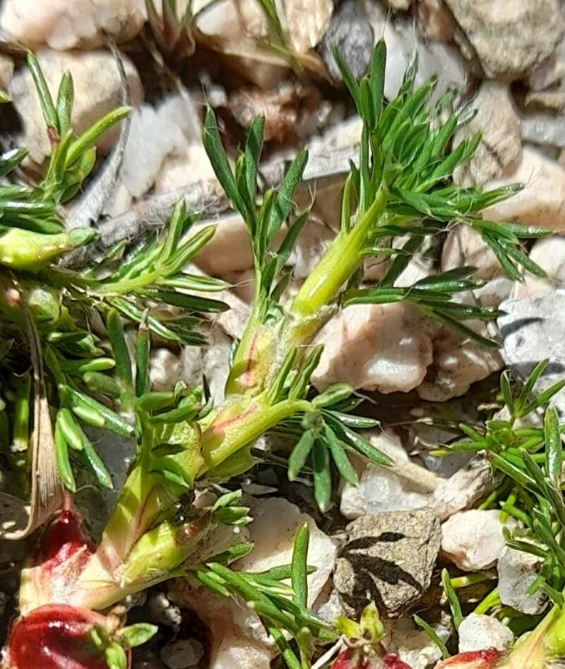 Margyricarpus pinnatus leaf