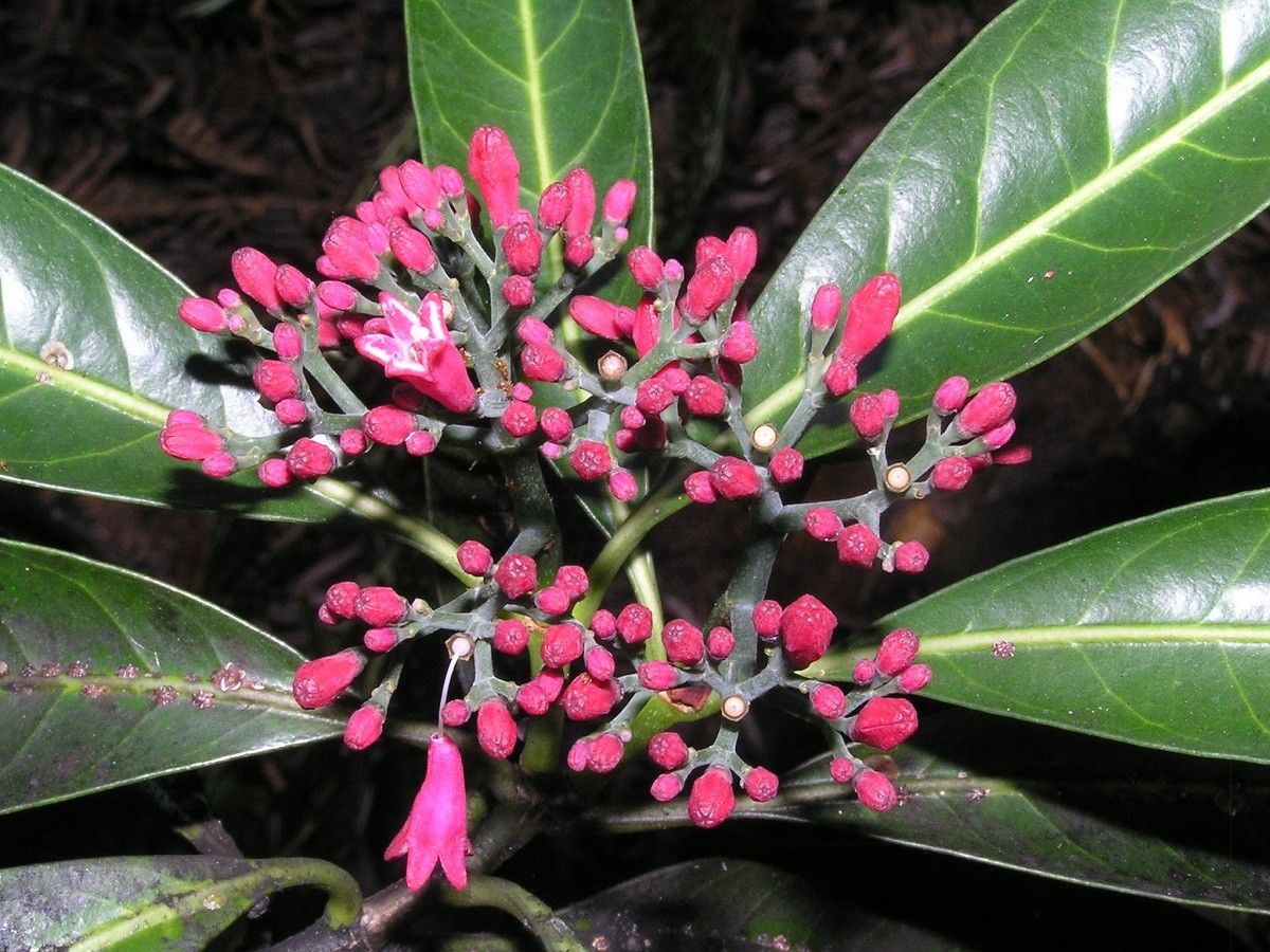 Psychotria belepensis flower