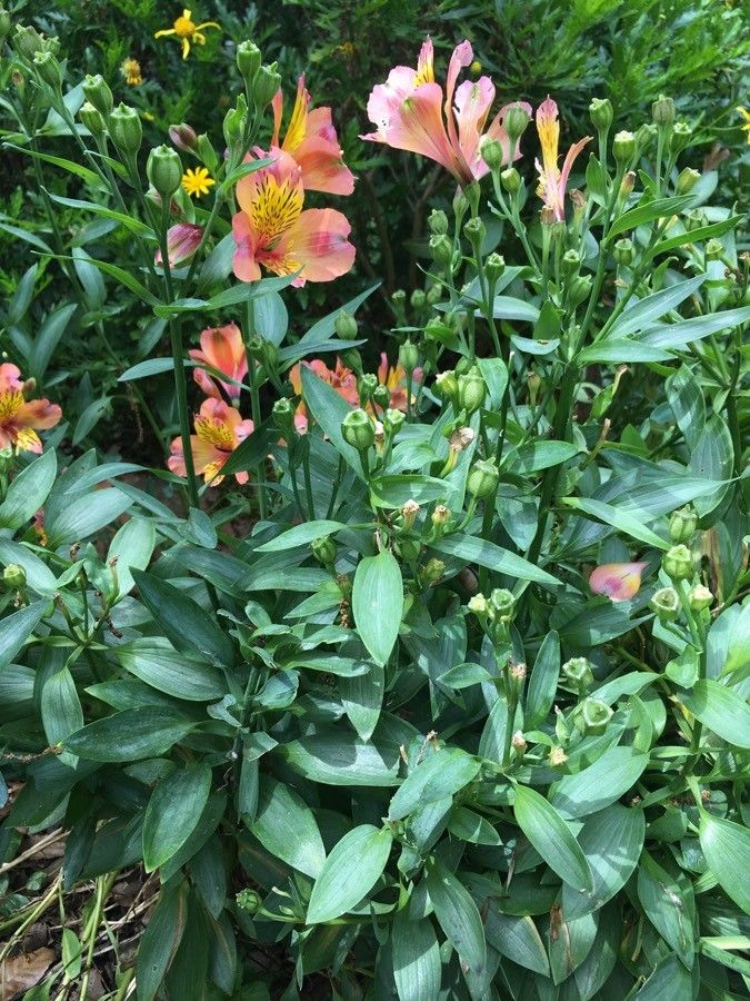 Alstroemeria spp. habit