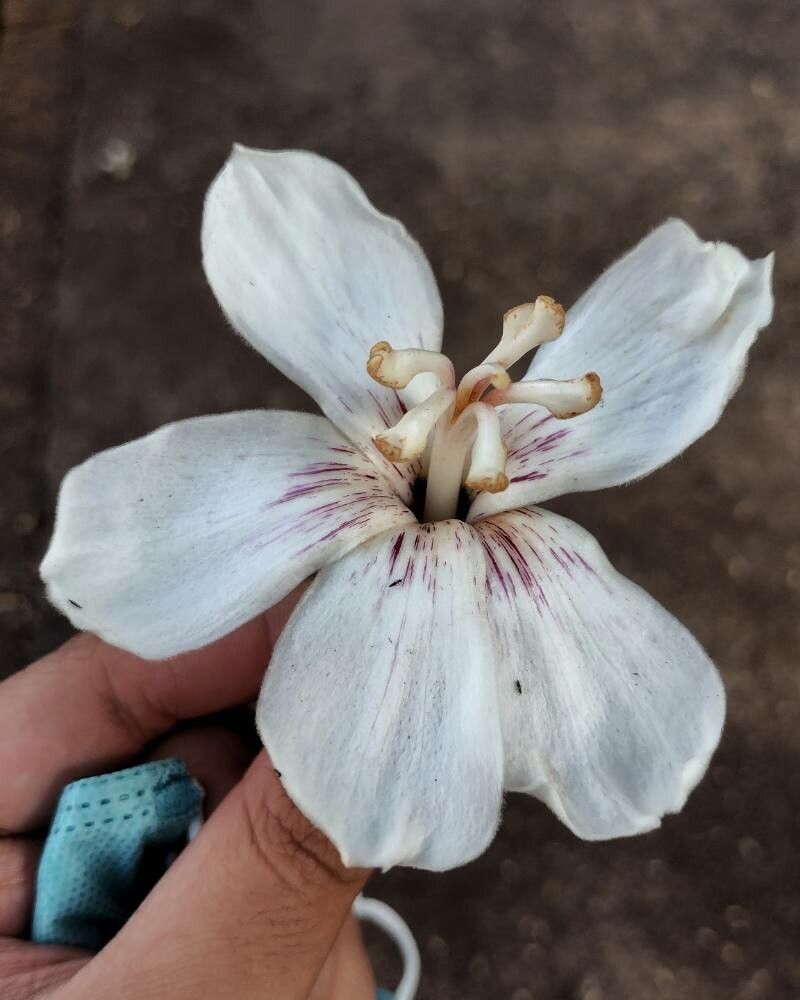 Ceiba glaziovii flower