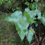 Asplenium hemionitis