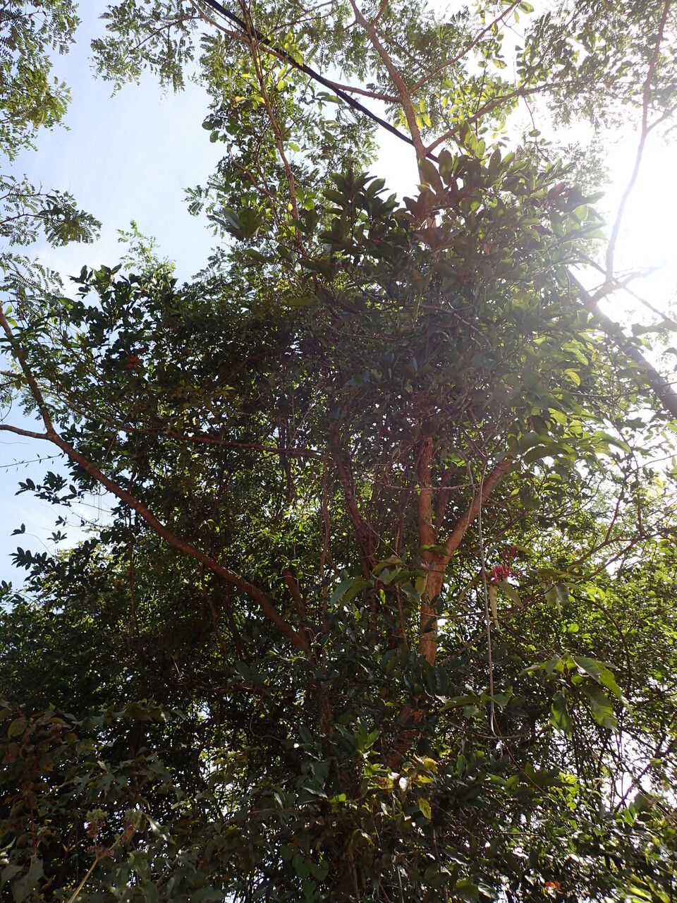 Uvaria chamae habit