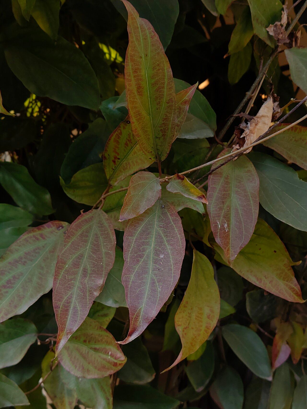 Cryptolepis decidua — related species from the same genus