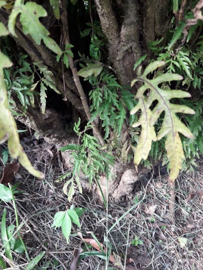 Polyscias filicifolia bark
