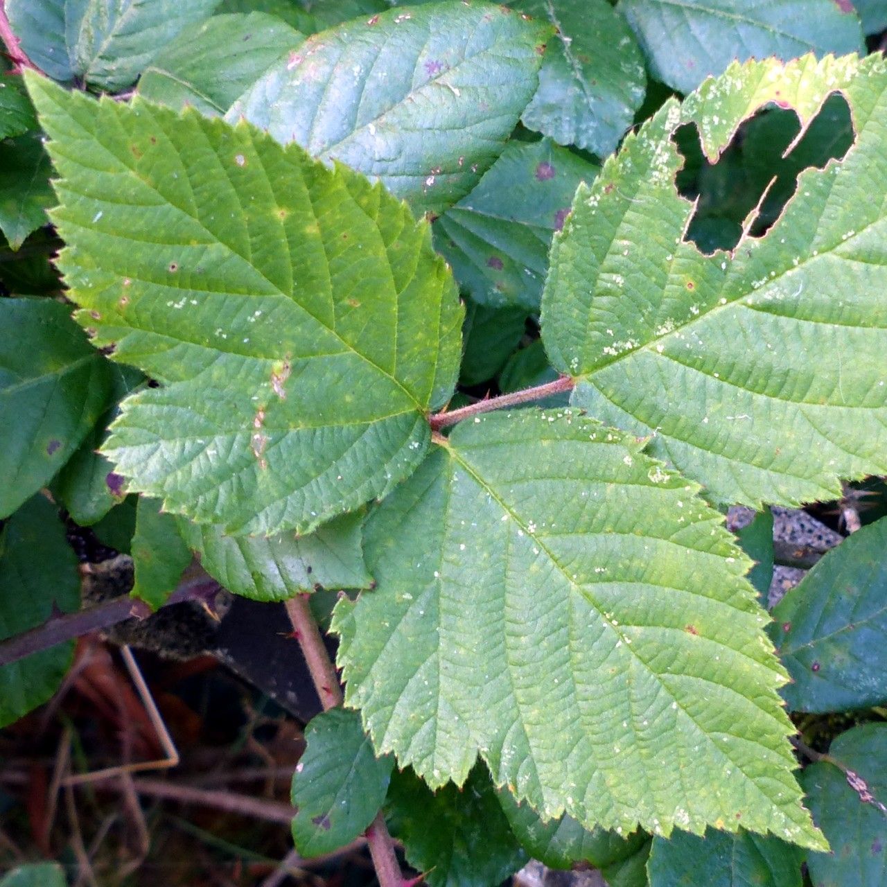Rubus fruticosus